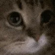 meow