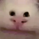 Bruh