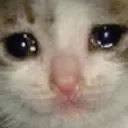 SadCat SadCat