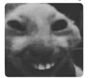 NHM_db5f Discord emoji