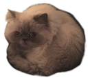 orb
