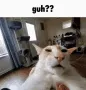 guh