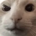 cat_with_raised_eyebrow cat_with_raised_eyebrow
