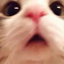 EX_cat_wow EX_cat_wow