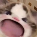 cat_screm