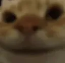 catbruh