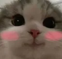 flushedcat
