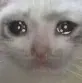 Pain