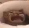 catscream