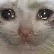 SadCat Discord Emoji