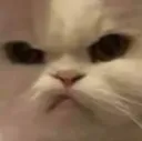 angryCat