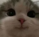 happycat happycat