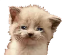 CIsadge CIsadge