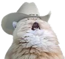 meowdy