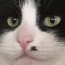 purrkins