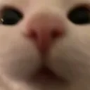 cattostare cattostare
