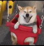dogoswing