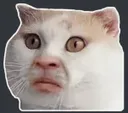 gato