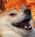 shiblaughfire