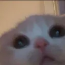 catpeek