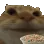 eat