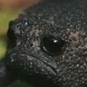 SadPhroge