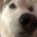 Dog1