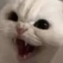 CatRage