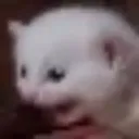 reeeeee