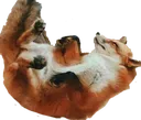 4478foxplaydead Discord Emoji