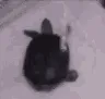 happy_turtle happy_turtle