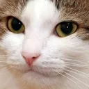 catface