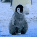 dancingpenguin Discord Emoji