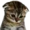 sad_cat