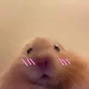 hi