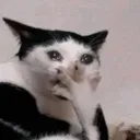 emotionalcatto Discord Emoji