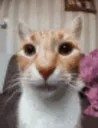 glonk_cat