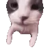 catkiss