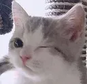 timefall_norm_catwink