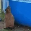 capyhop1