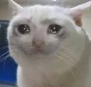 o_gatinho_choro