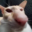 elgatosniff