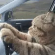 CatDriving