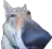 nose