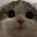 Cat5 cat5 Discord Emoji