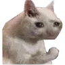 sadcatangry sadcatangry