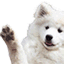wavingdog