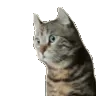 TS_Confused_Cat_What TS_Confused_Cat_What
