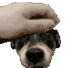 TazzyPat
