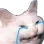 catcry